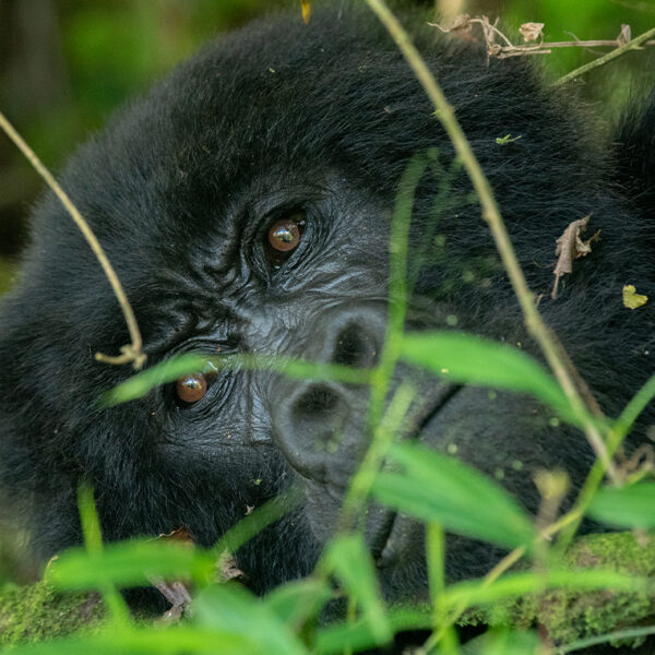 Gorilla Trekking in Uganda: Everything You Need to Know