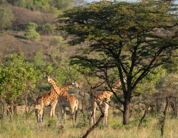 The Best National Parks to Visit on a Uganda Safari