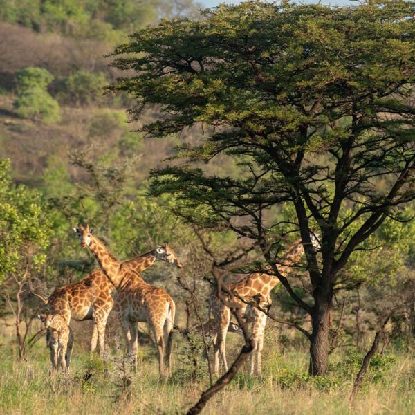The Best National Parks to Visit on a Uganda Safari