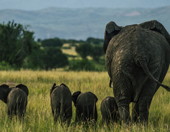 Why Uganda Is One of Africa’s Best Safari Destinations