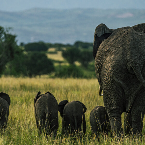 Why Uganda Is One of Africa’s Best Safari Destinations