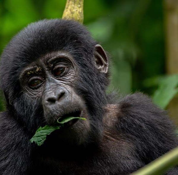 5-Day Gorilla Trekking & Lake Bunyonyi Safari