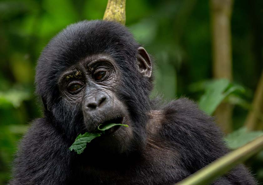 5-Day Gorilla Trekking & Lake Bunyonyi Safari