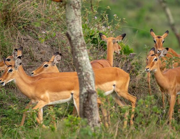 3-Day Lake Mburo National Park Safari