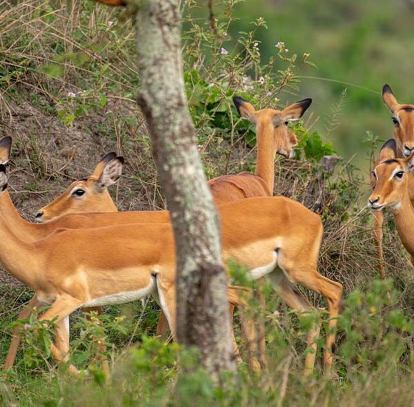 3-Day Lake Mburo National Park Safari