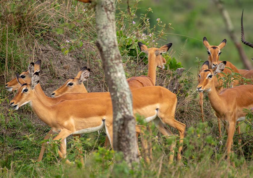 3-Day Lake Mburo National Park Safari