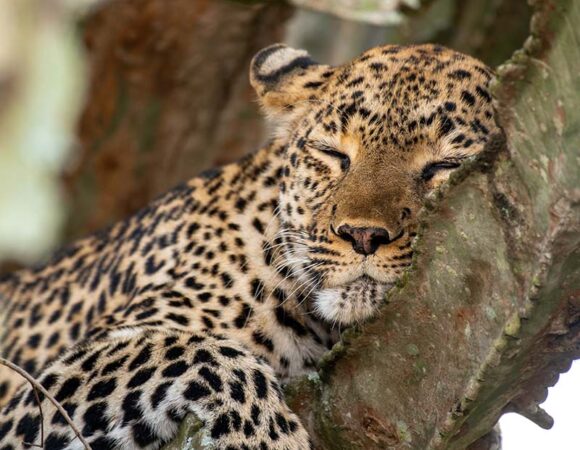 Queen Elizabeth National Park