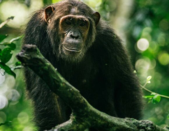 Kibale Forest